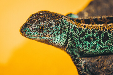 green lizard on a tree