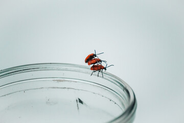 beetles mate on a can