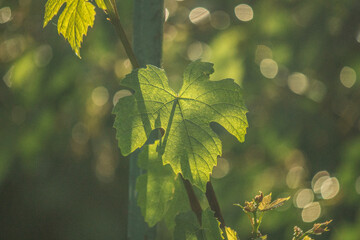 Autumn leaves on grape tree