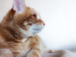 Portrait of a ginger cat in profile, looking to the side