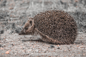 hedgehog on the ground  thorns