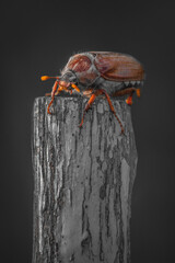 Melolontha chafer beetle leaf nature insect bug