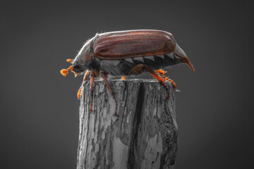 Melolontha chafer beetle leaf nature insect bug