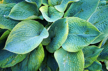 Obraz premium Lush green foliage of Hosta (Funkia) with water drops on leaves.