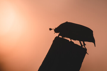 Melolontha chafer beetle leaf nature insect bug