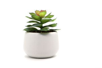 green flower in white pot on white background design