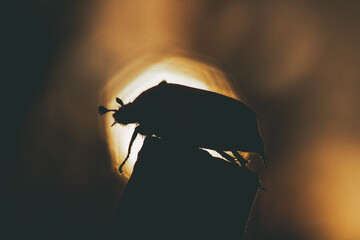 Melolontha chafer beetle leaf nature insect bug