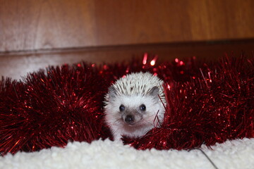A cute African pygmy hedgehog in red Christmas tinsel © Aiyana