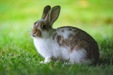 Hidden rabbit on a green meadow