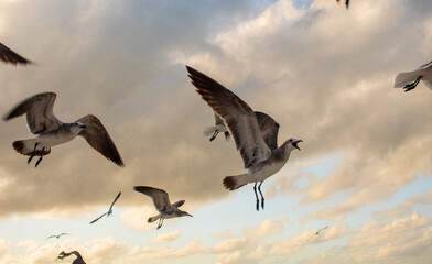 Grupo de gaviotas volando en el cielo con alas expandidas