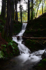 Obraz premium Queda de Água em Floresta
