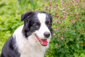 Outdoor portrait of cute smiling puppy border collie sitting on grass park background. Little dog with funny face in sunny summer day outdoors. Pet care and funny animals life concept
