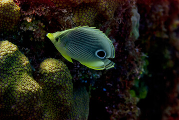 Side view of a Foureye Butterflyfish