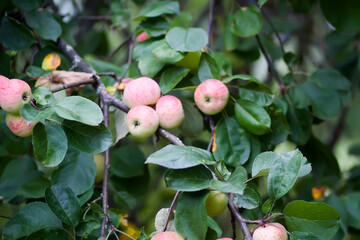 Red ripe apples on tree branch