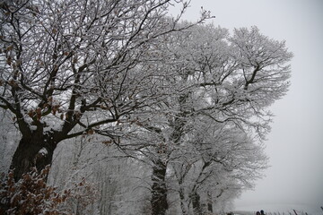 Schneelandschaften