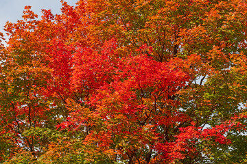 Splash of Red in the Fall Forest