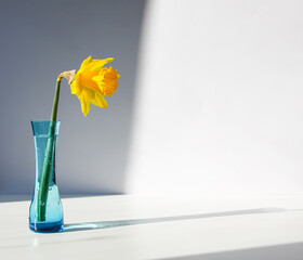 Beautiful spring yellow narcisus flower or daffodil