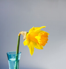 Beautiful spring yellow narcisus flower or daffodil
