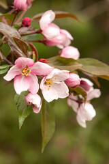 A branch of a blooming wild Apple tree. Image for the design of a calendar, book, or postcard. Selective focus.