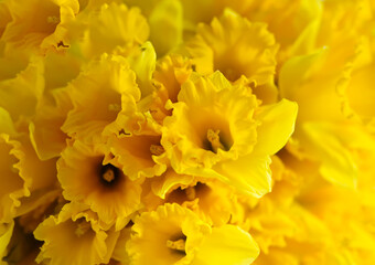 Beautiful bouquet of spring yellow narcisus flowers or daffodils