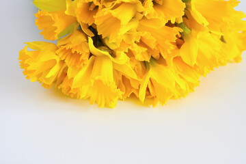 Beautiful bouquet of spring yellow narcisus flowers or daffodils on white background.