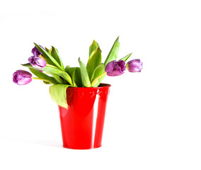 Purple tulips in red bucket on white background. Spring bouquet.
