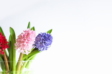 Obraz premium Hyacinth flowers on white background