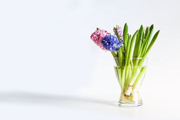 Hyacinth flowers on white background