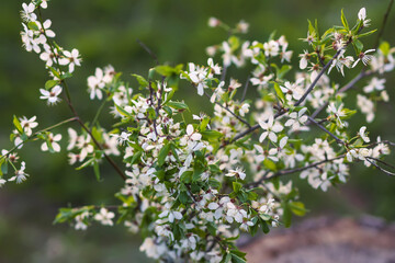 Spring cherry tree branches in bloom close up