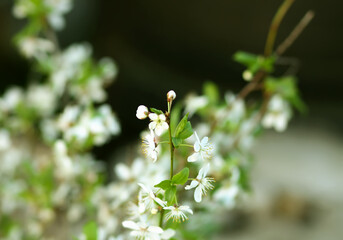 Spring cherry tree branches in bloom close up