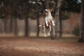 Happy dog staffy jumping