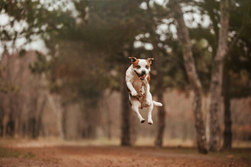 Happy dog staffy jumping