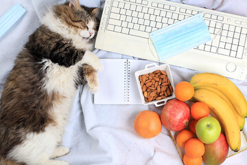 Modern woman working desk, cozy home office with a cat. coffee and fruit on a light blanket, making a plan and goals for the new year, healthy lifestyle, detox diet concept, flat lay,