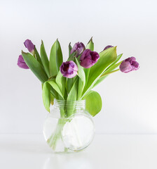 Purple tulips in glass transparent vase on white background. Spring bouquet.