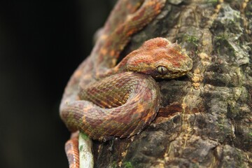 snake on tree 