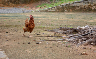 Chicken walking peacefully on a farmyard