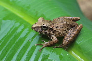 Frog on green leaf