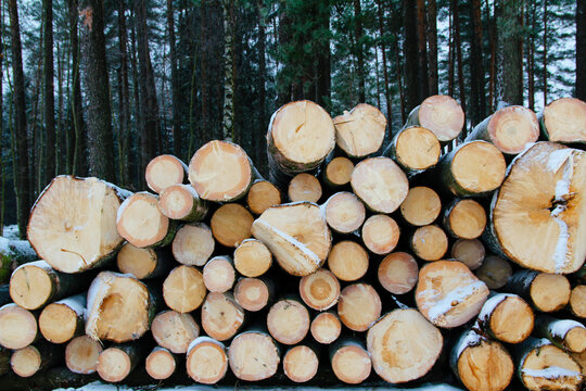 A Pile Of Lumber In A Pine Forest In Winter