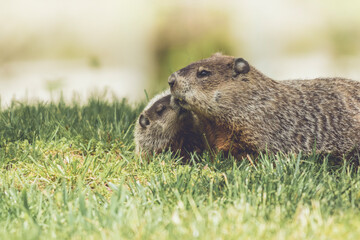 Young Groundhog kit, Marmota monax, cuddles next to mother groundhog in grass in springtime