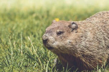 Naklejka na ściany i meble Groundhog, Marmota monax, closeup walking in grass in springtime