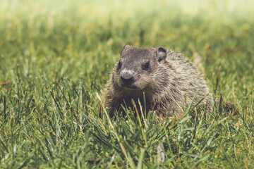 Naklejka na ściany i meble Young Groundhog kit, Marmota monax, facing front, walking in green grass in springtime