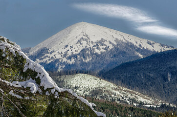 Obraz premium Ukraine Carpathians View of the snow-capped peaks with a fir branch in the foreground