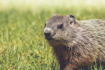 Naklejka na ściany i meble Young Groundhog kit, Marmota monax, walking in green grass in springtime
