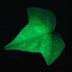 green, leaves, green leaves, nature, structure, abstraction, nature, eco, plants, green plants, macro, texture, texture, © Krystian