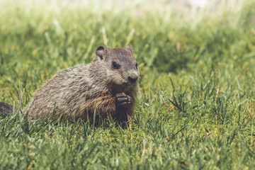 Fototapeta premium Young Groundhog kit, Marmota monax, walking in green grass in springtime