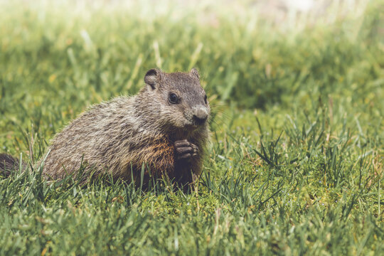 Young Groundhog kit, Marmota monax, walking in green grass in springtime