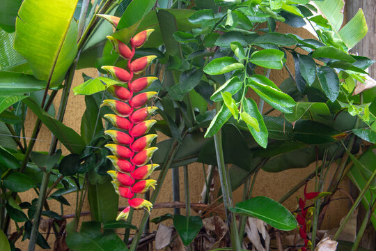 Heliconia tortuosa on a garden of a house