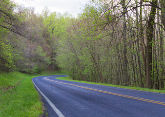 A road in the woods in spring in the Shenandoah
