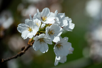Obraz na płótnie Canvas Sakura cherry trees blossoming in Chiune Sugihara Sakura Garden, Vilnius