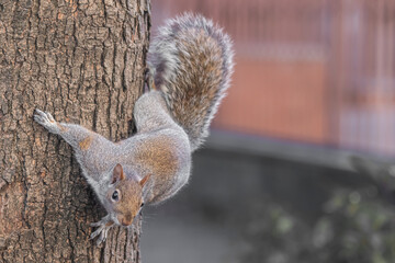 close up view of a squirrel on a tree © Mario